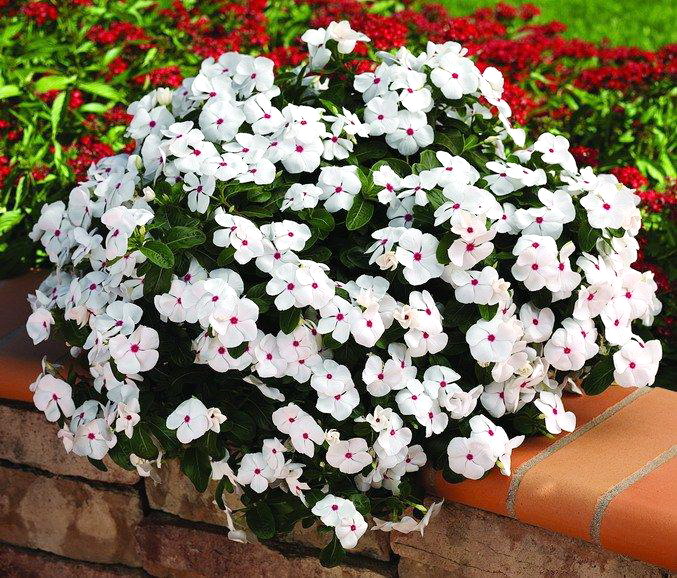 hortikultura.mk_vinca_5