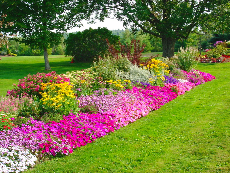 hortikultura.mk_vinca_7