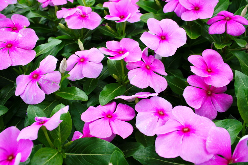 hortikultura.mk_vinca_8