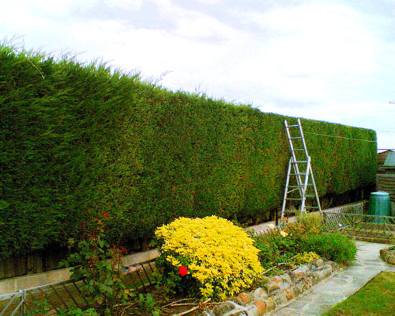 hortikultura.mk_odrzuvanje_ziva_ograda_5