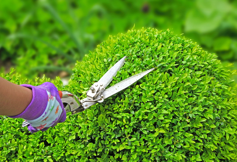 taille d'unbuxus en boule