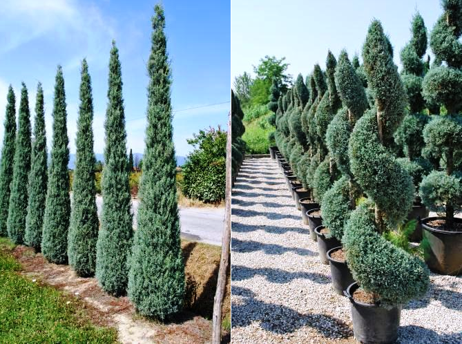 hortikultura-mk_arizonski-cempres_3