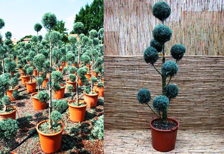 hortikultura-mk_arizonski-cempres_4