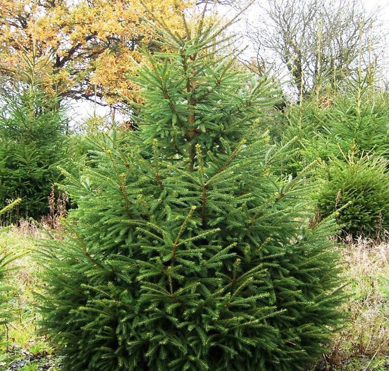 hortikultura-mk_picea_smrca_2