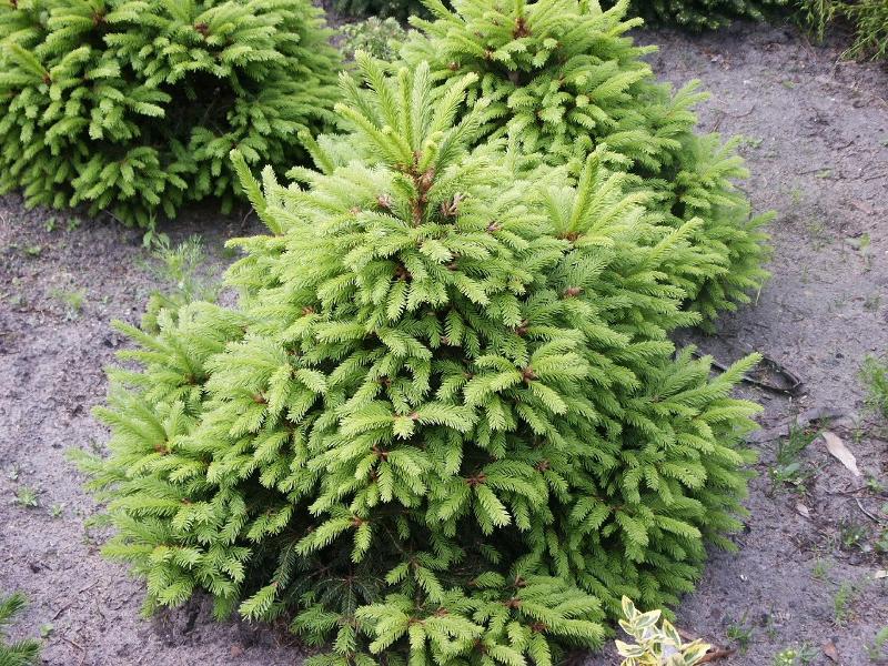 hortikultura-mk_picea_smrca_7