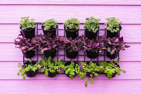 hortikultura-mk_vertikalna-gradina_6