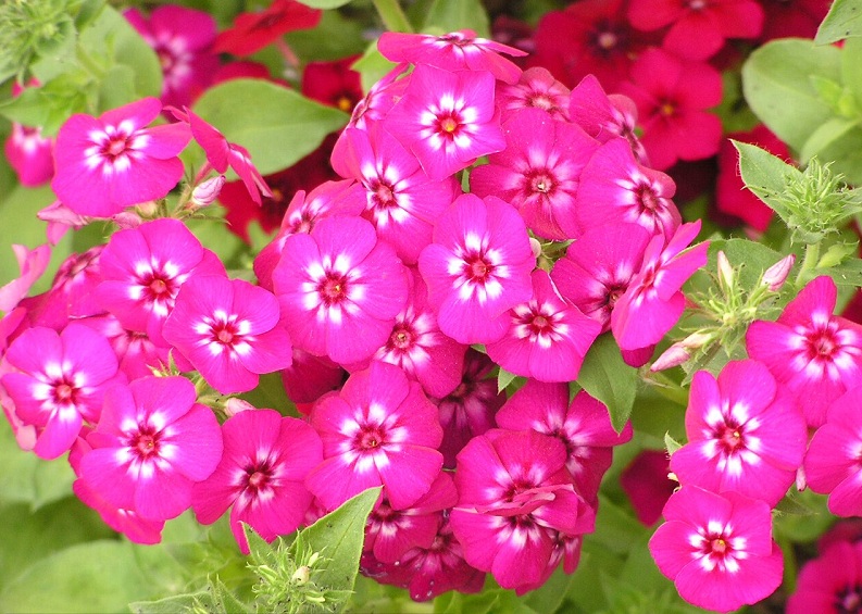 Phlox drummondii 1