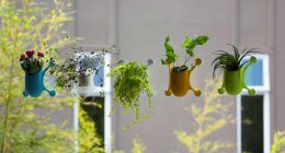 hortikultura.mk_livi pots 1