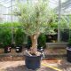 hortikultura.mk_maslinka_olea europaea_4